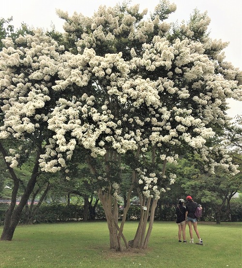 景福宮にある大きな木と花