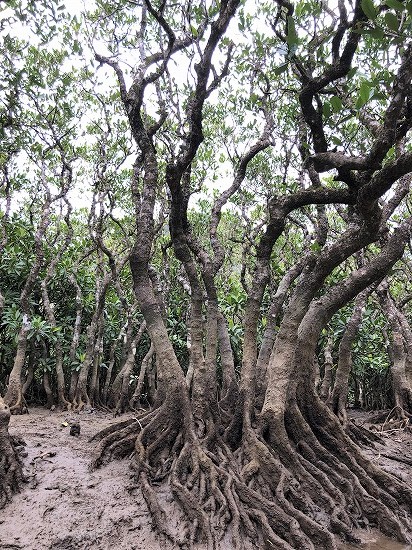 マングローブの根