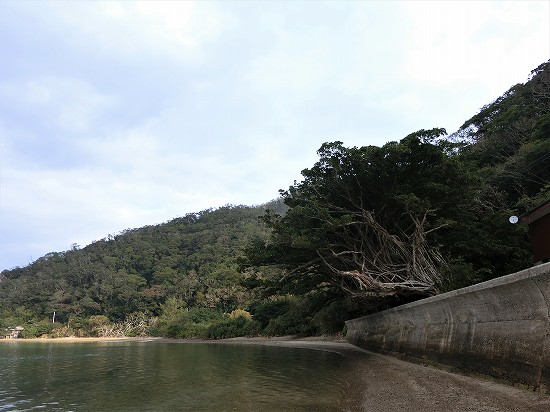 浜辺からの西原ガジュマルの樹