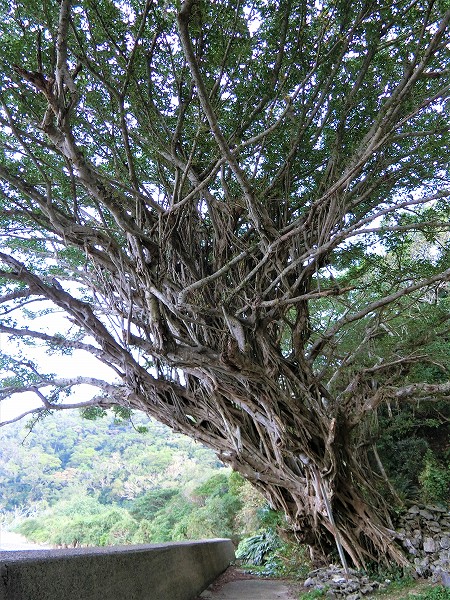 西原ガジュマルの樹