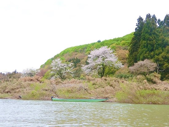 最上川沿いの桜