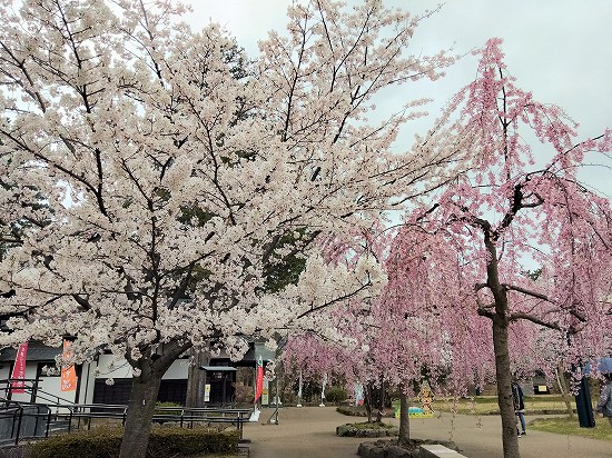 弘前公園 北の郭桜