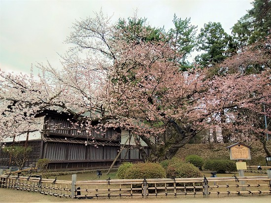 弘前公園 日本最古級ソメイヨシノ