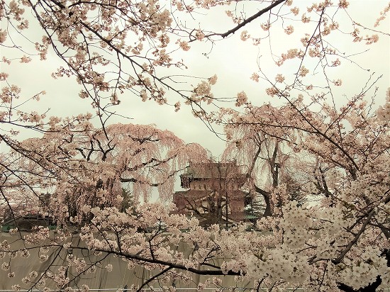 弘前公園 本丸桜