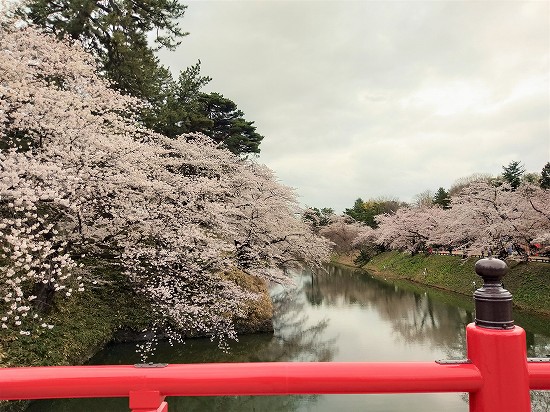 弘前公園 杉の大橋桜