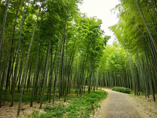 若山農場 日本一の面積を誇る広大で美しい竹林散策