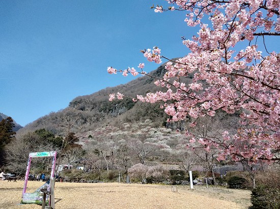 河津桜と梅林