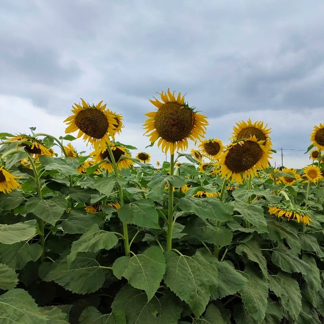 nogi_sunflower