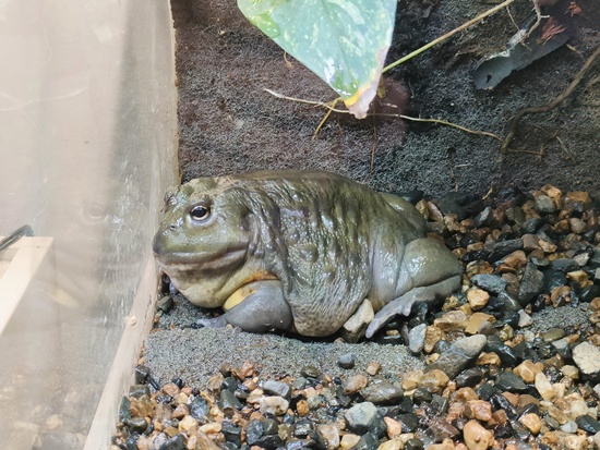 amphibian-lab_africanbullflog