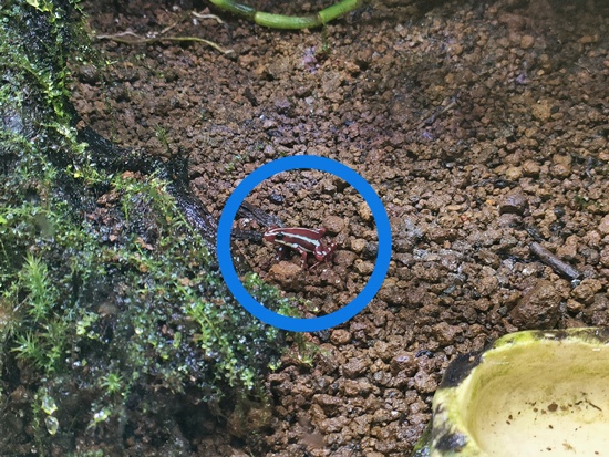 amphibian-lab_phantasmal_poison_frog