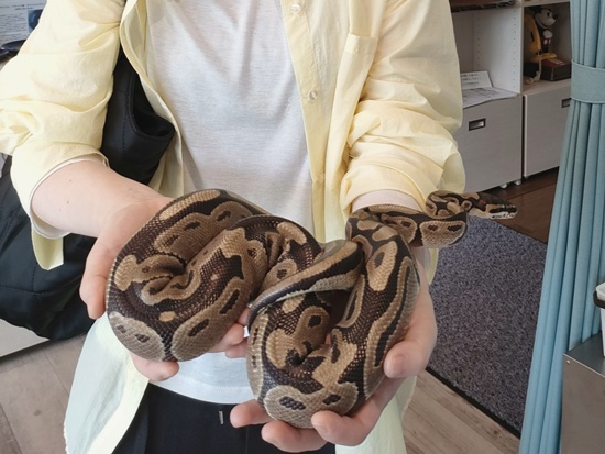 amphibian-lab_snake